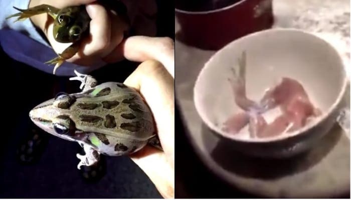 NXT Star Takes Their Kid Frog Hunting & Cooks Up Their Catch