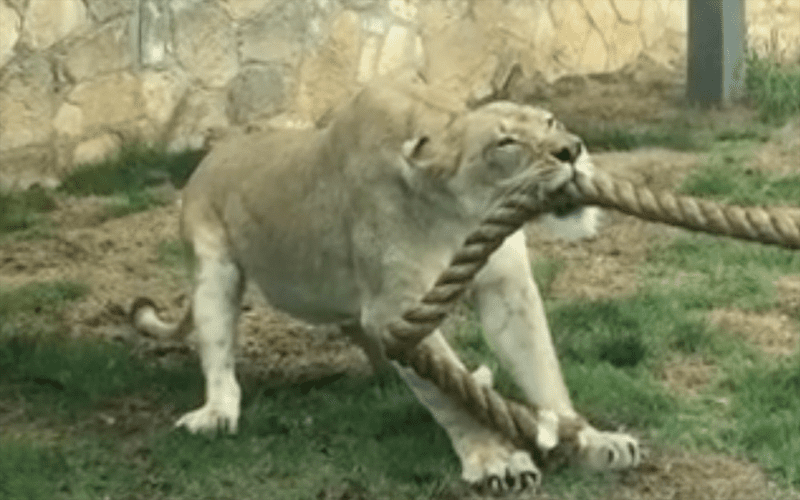 NXT Superstars Face Off Against a Lion Cub in Tug-of-War, Who Wins?