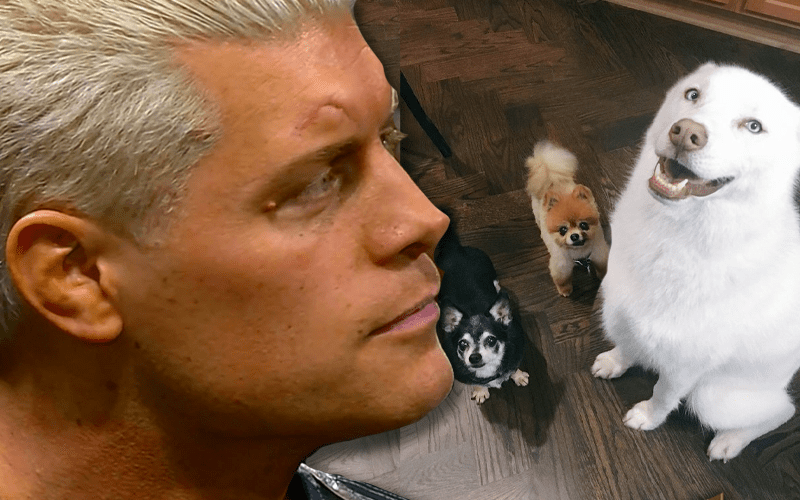 Cody Rhodes Shares Story About His Dog Biting Groomer In The Face