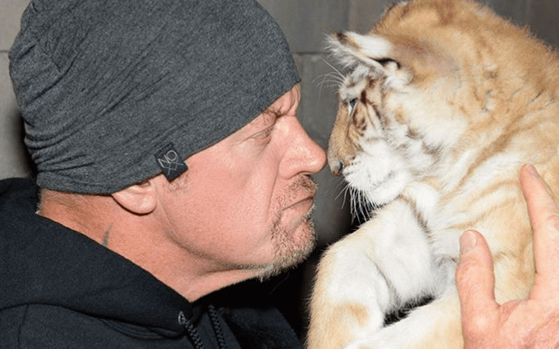 Watch The Undertaker Hang Out With Big Cats