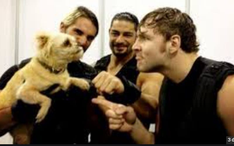 Why WWE Banned Superstars From Bringing Their Pets Backstage