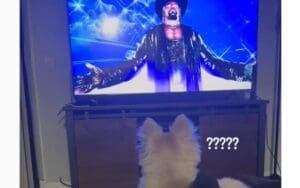 The Undertaker Scared Kayden Carter’s Dog During WrestleMania The Undertaker Scared Kayden Carter's Dog During WrestleMania