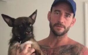 CM Punk's Dog Larry Was Hurt During All Out Backstage Brawl