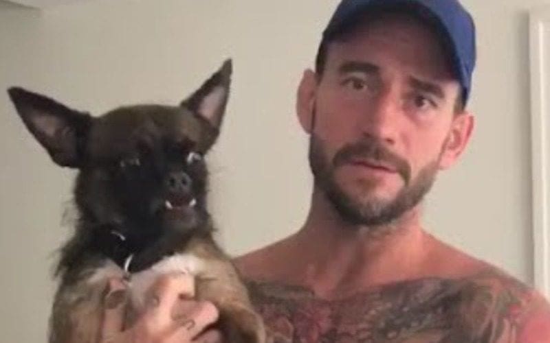 CM Punk’s Dog Larry Was Hurt During All Out Backstage Brawl