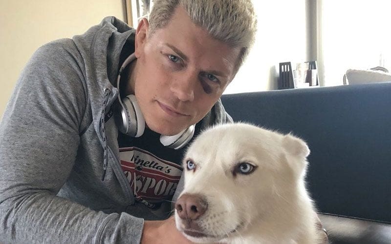 Cody Rhodes’ Beloved Dog Pharaoh Undergoes Surgery