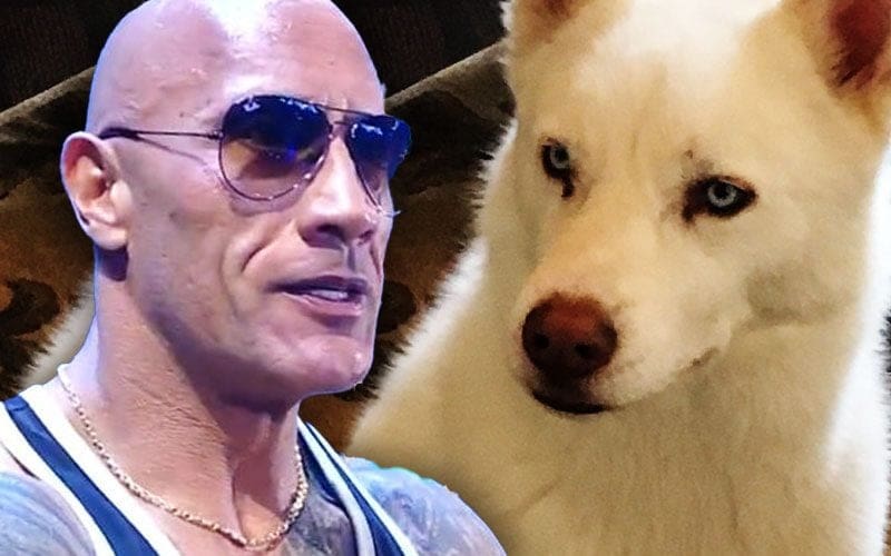 The Rock Resumes Verbal Attack on Cody Rhodes’ Dog Pharaoh with Vulgar Nickname