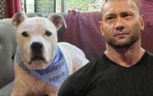 Batista’s Beloved Pet Undergoes Chemotherapy Batista’s Beloved Pet Undergoes Chemotherapy