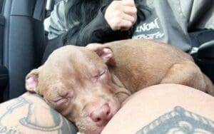 Rhea Ripley Welcomes New Addition to Her Family Rhea Ripley Welcomes New Addition to Her Family