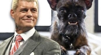 cody-rhodes-reacts-to-rumors-of-cm-punks-dog-larry-outselling-wwe-stars-in-merchandise-02