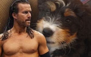 Adam Cole Introduces His New Bernedoodle Puppy Aloy